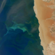 Image for article titled The surreal swirls of ocean plankton blooms, seen from space